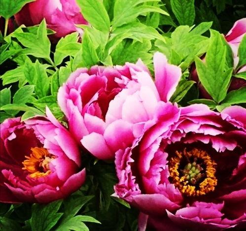 国色天香4爆料视频大全,揭秘爆料视频大全，精彩瞬间一网打尽  第2张